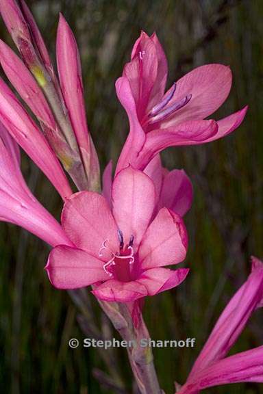 watsonia borbonica ssp ardernei 5 graphic